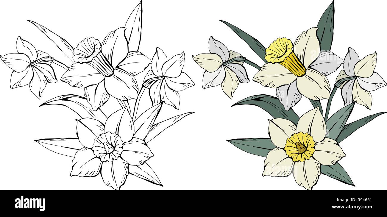 Ensemble de fleurs bouquet narcisse blanc, couleur et monochrome, isolé sur fond blanc, vector illustration dessinée à la main Illustration de Vecteur