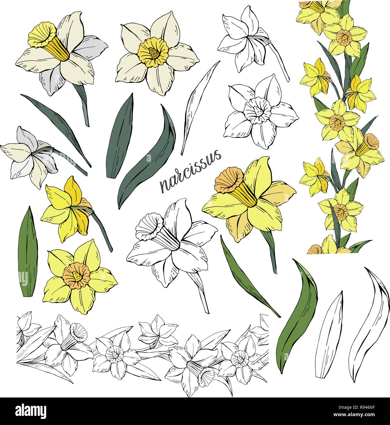 Ensemble de différentes fleurs narcisse et de feuilles, et de couleur monochrome, isolé sur fond blanc, vector hand-drawn clip-art illustration Illustration de Vecteur