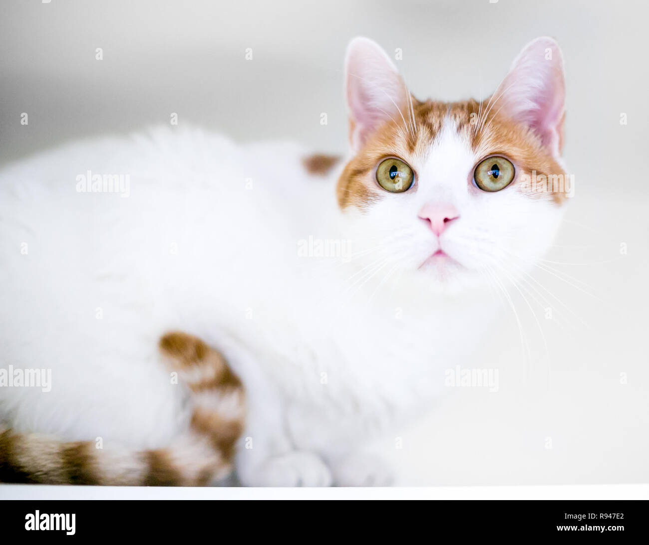 Un chat domestique à poil court avec des marques tabby blanc et orange dans une position accroupie appréhension Banque D'Images