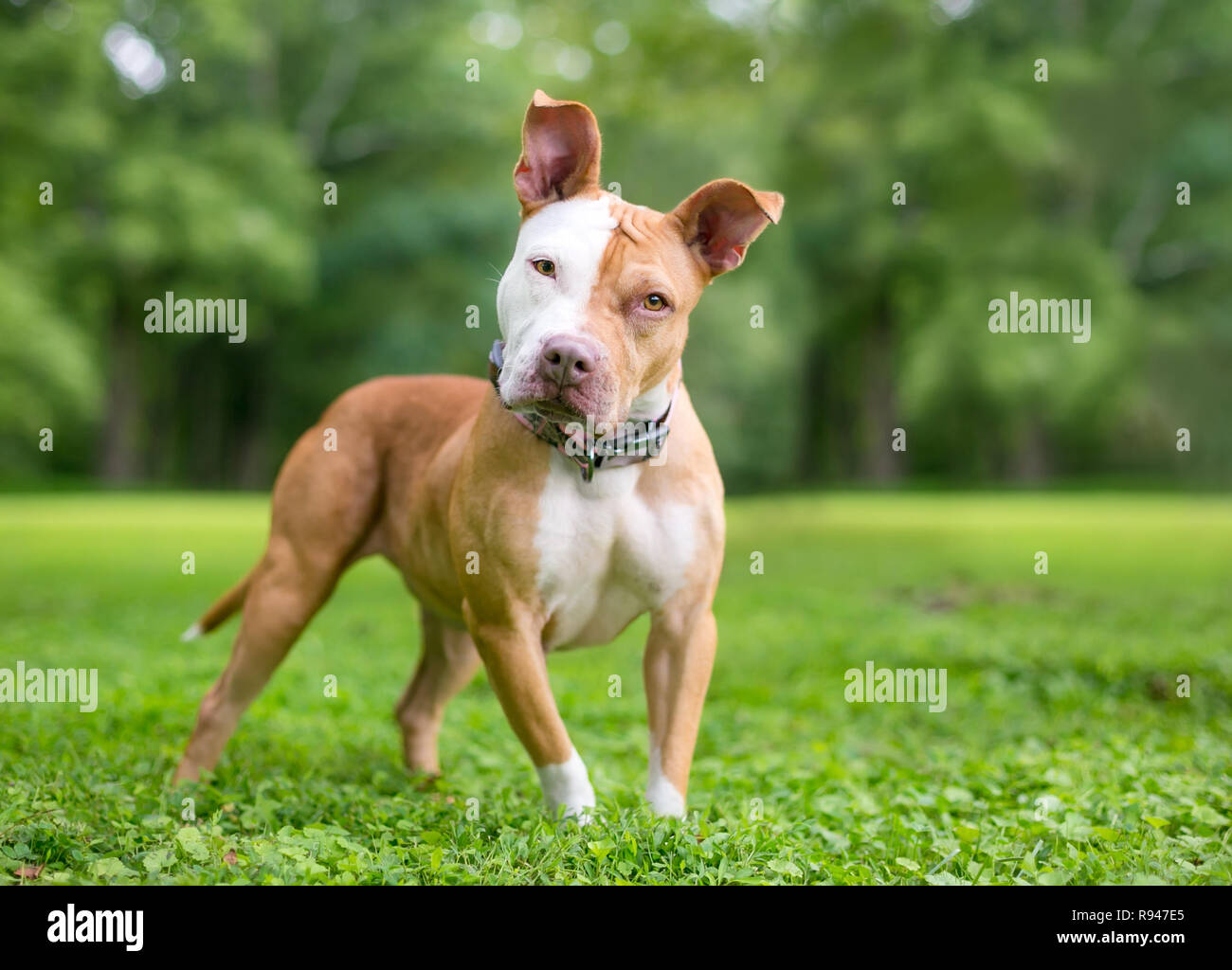 Rouge et blanc d'un pit-bull terrier dog standing outdoors, écoute avec une inclinaison de tête Banque D'Images