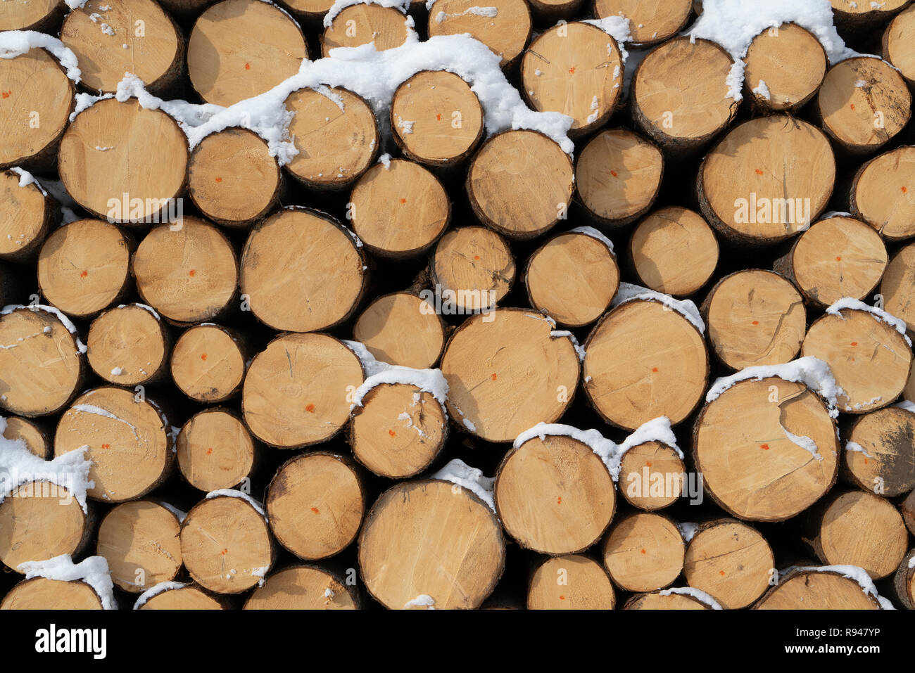 Sapin coupés et empilés en bordure d'une forêt en hiver dans la région du Trentin-Haut-Adige, Italie Banque D'Images