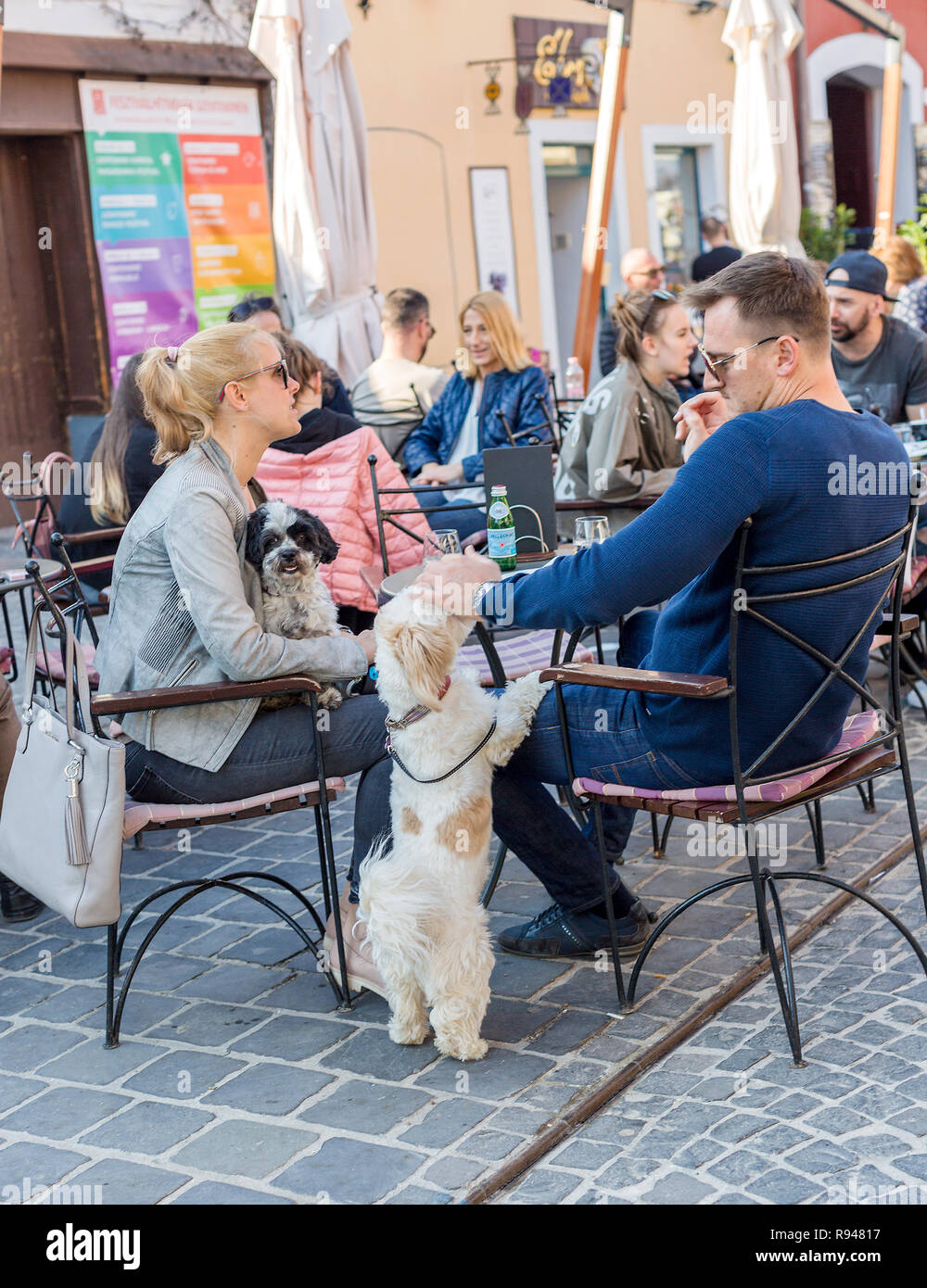 Szentendre, Hongrie - 08 Avril 2018 : café de la rue, avec des chiens au repos. La main de l'homme caressant un petit tour, tête de chien blanc avec des taches rouges dog Banque D'Images