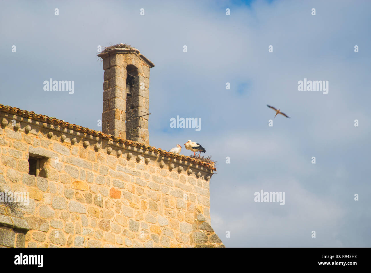 Les cigognes dans leur nid sur le toit de l'église. Colmenar Viejo, Espagne, province de Madrid. Banque D'Images