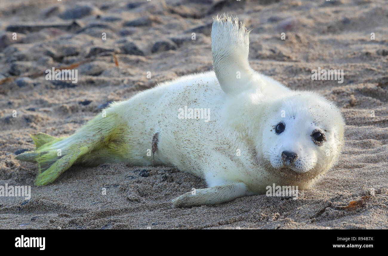 Un Bebe Phoque Sur Les Iles Farne Au Large De La Cote De Northumberland Ou Le National Trust A Dit Que Nombre De Bebes Phoques Gris De L Atlantique Ont Atteint Un Nouveau