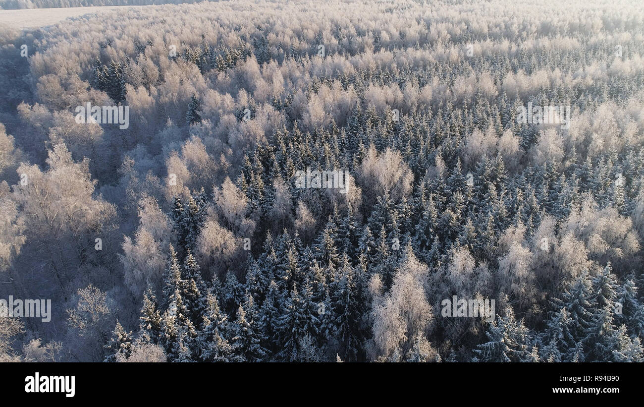Vue aérienne paysage d'hiver forêt couverte de neige, le gel. Branches congelés avec de la gelée blanche sur la forêt en hiver journée ensoleillée Banque D'Images