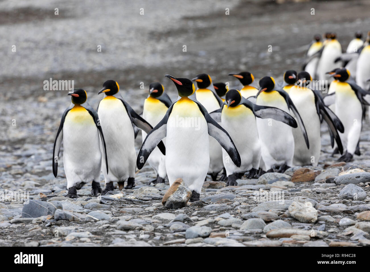 Manchots Sur La Plage Banque D Image Et Photos Alamy