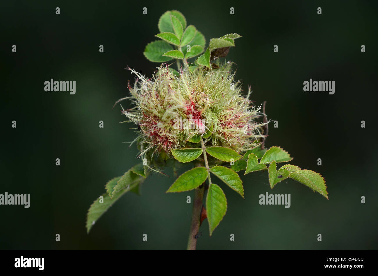 Gall Bedeguar ou Robin's pincushion gaall sur dog rose. Dorset, UK Août Banque D'Images