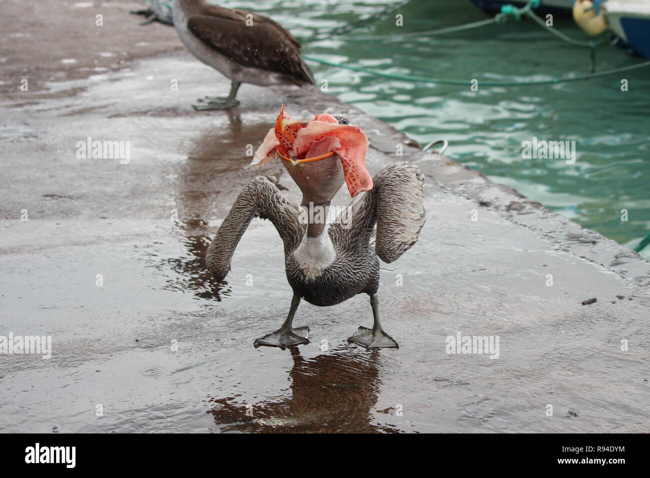 Un pélican avides de manger un gros tas de rose peau de poisson au marché de poisson de Santa Cruz, Galapagos, Equateur Banque D'Images