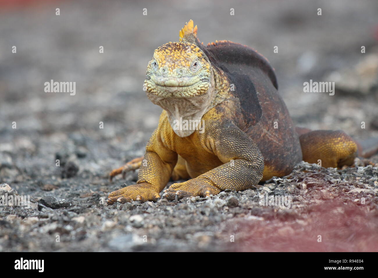Gros plan d'une terre jaune Iguana iguana terre de détente sur l'île de Santa Fe, Galapagos Banque D'Images