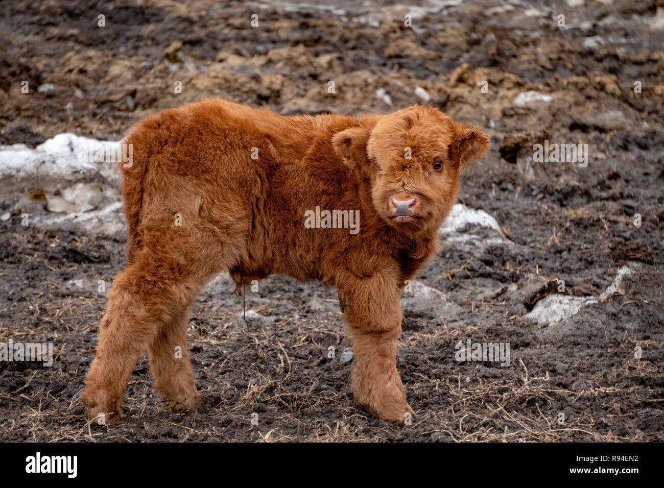 L Ecosse Highlander Bebe Vache Poilue Photo Stock Alamy