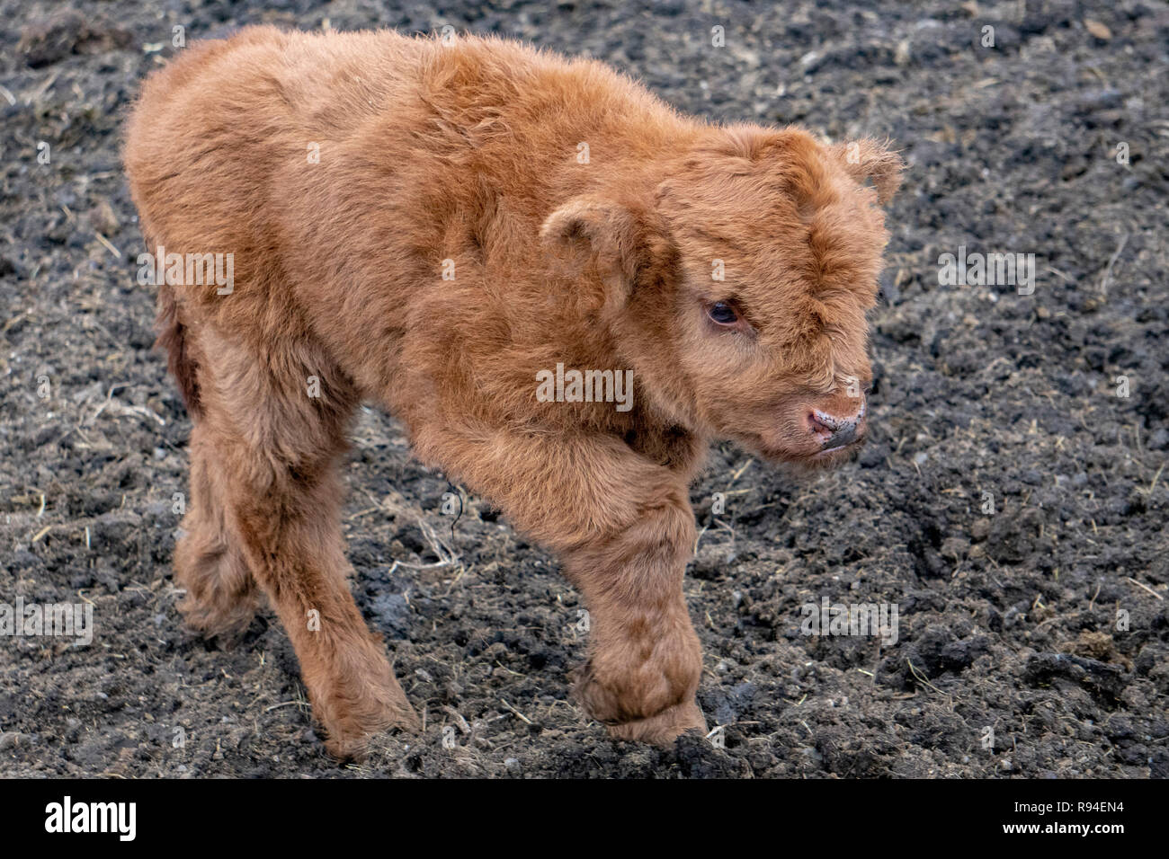 L Ecosse Highlander Bebe Vache Poilue Photo Stock Alamy