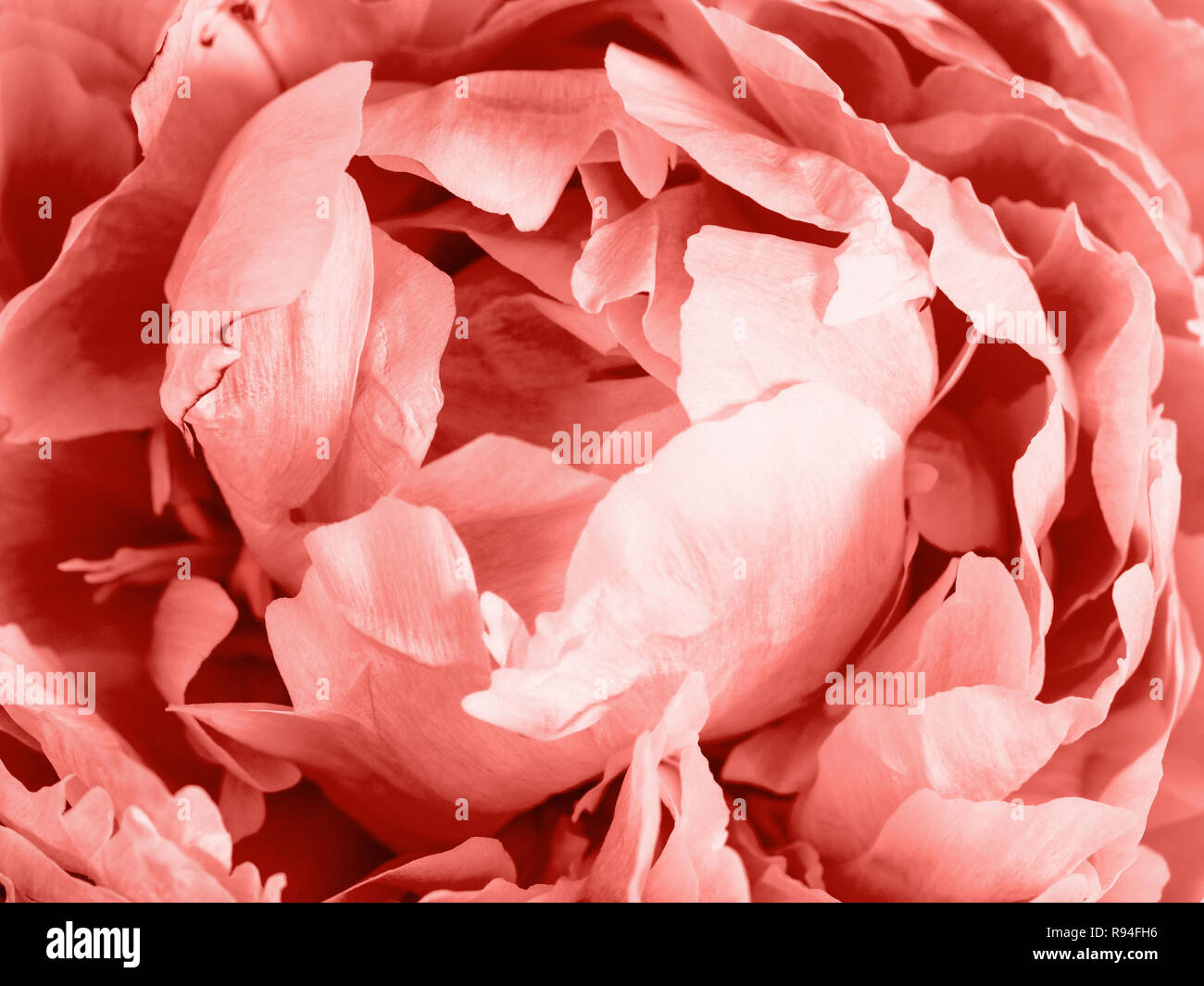Extreme close up view de piony en couleur corail vivant. Capitule de piony. L'espace de copie pour le texte. La couleur de l'année 2019 concept corail vivant. Pouvez utiliser comme f Banque D'Images