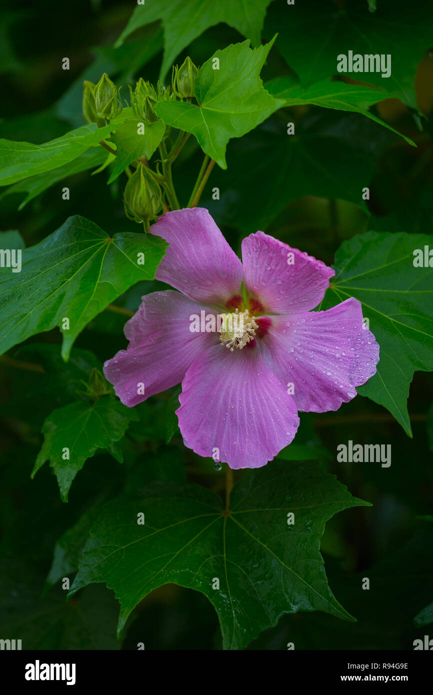 Cette belle fleur pourpre appelé comme l'Hibiscus moscheutos, mauve rose ou ketmie des marais Banque D'Images