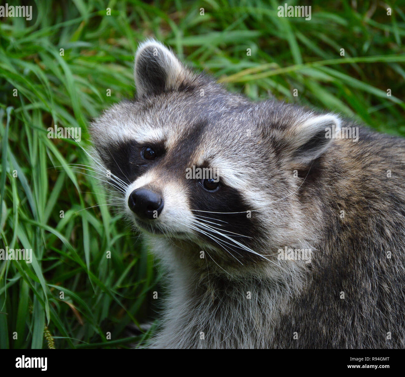 Chubby Portrait Racoon Banque D'Images