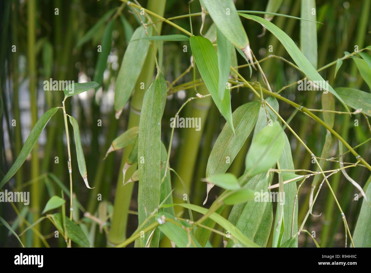 Bambou en Chine Banque D'Images