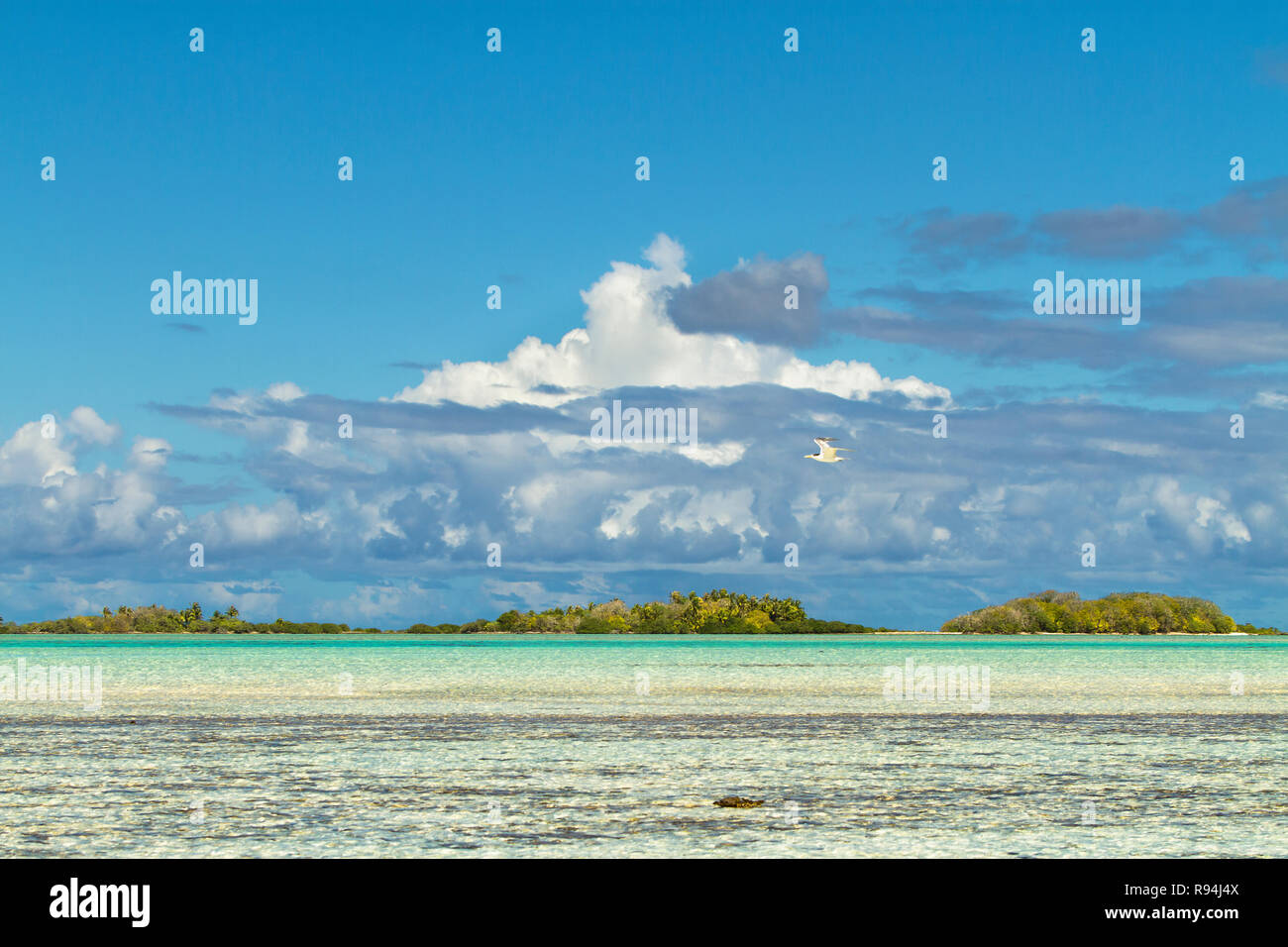 Les oiseaux de atoll de Rangiroa, Tuamotu, Polynésie française. Banque D'Images