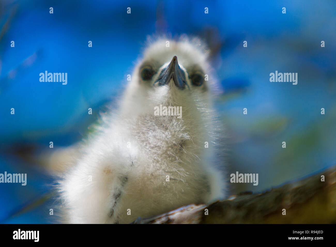 Les oiseaux de atoll de Rangiroa, Tuamotu, Polynésie française. Banque D'Images