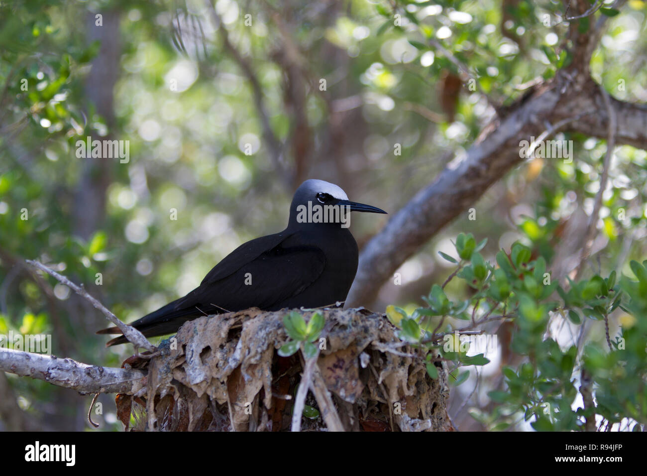 Les oiseaux de atoll de Rangiroa, Tuamotu, Polynésie française. Banque D'Images