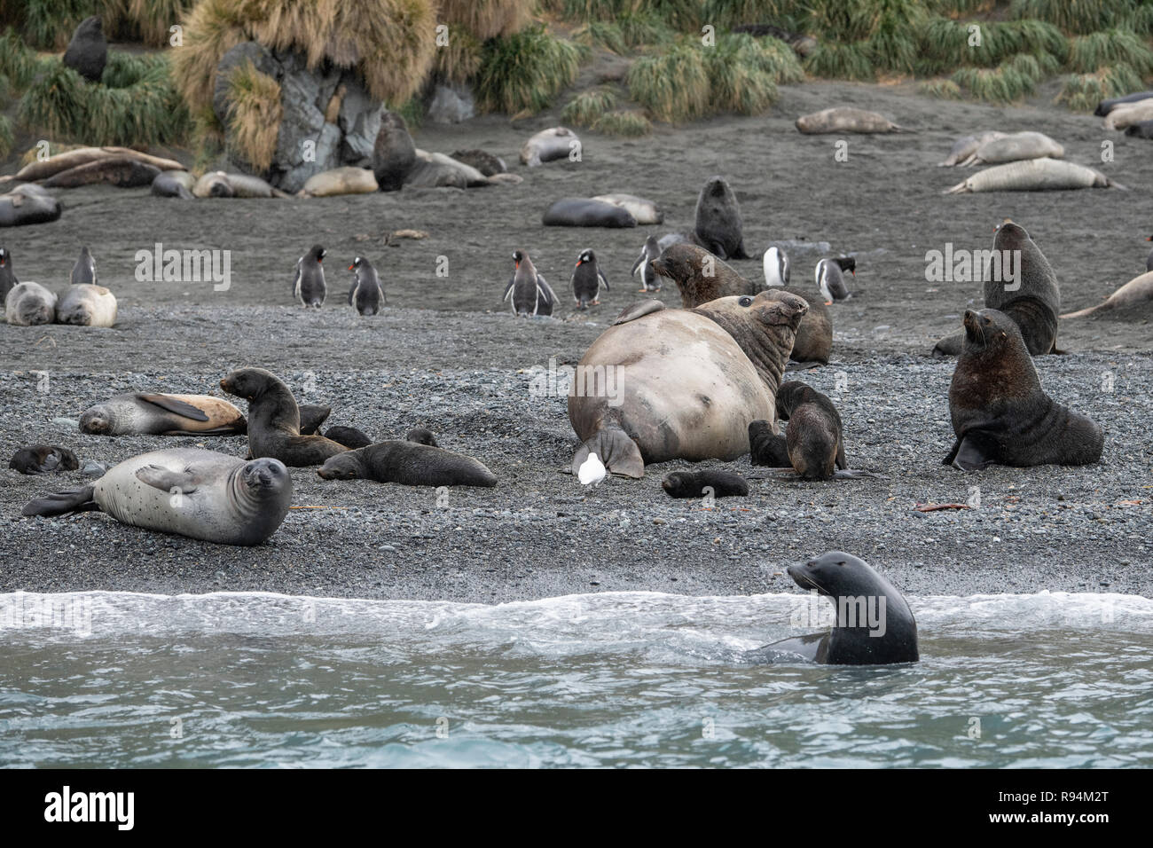 La Géorgie du Sud, Cooper Bay. L'abondance de la faune le long de la côte rocheuse montrant une variété d'espèces, y compris les phoques à fourrure de l'Antarctique avec des petits. Banque D'Images