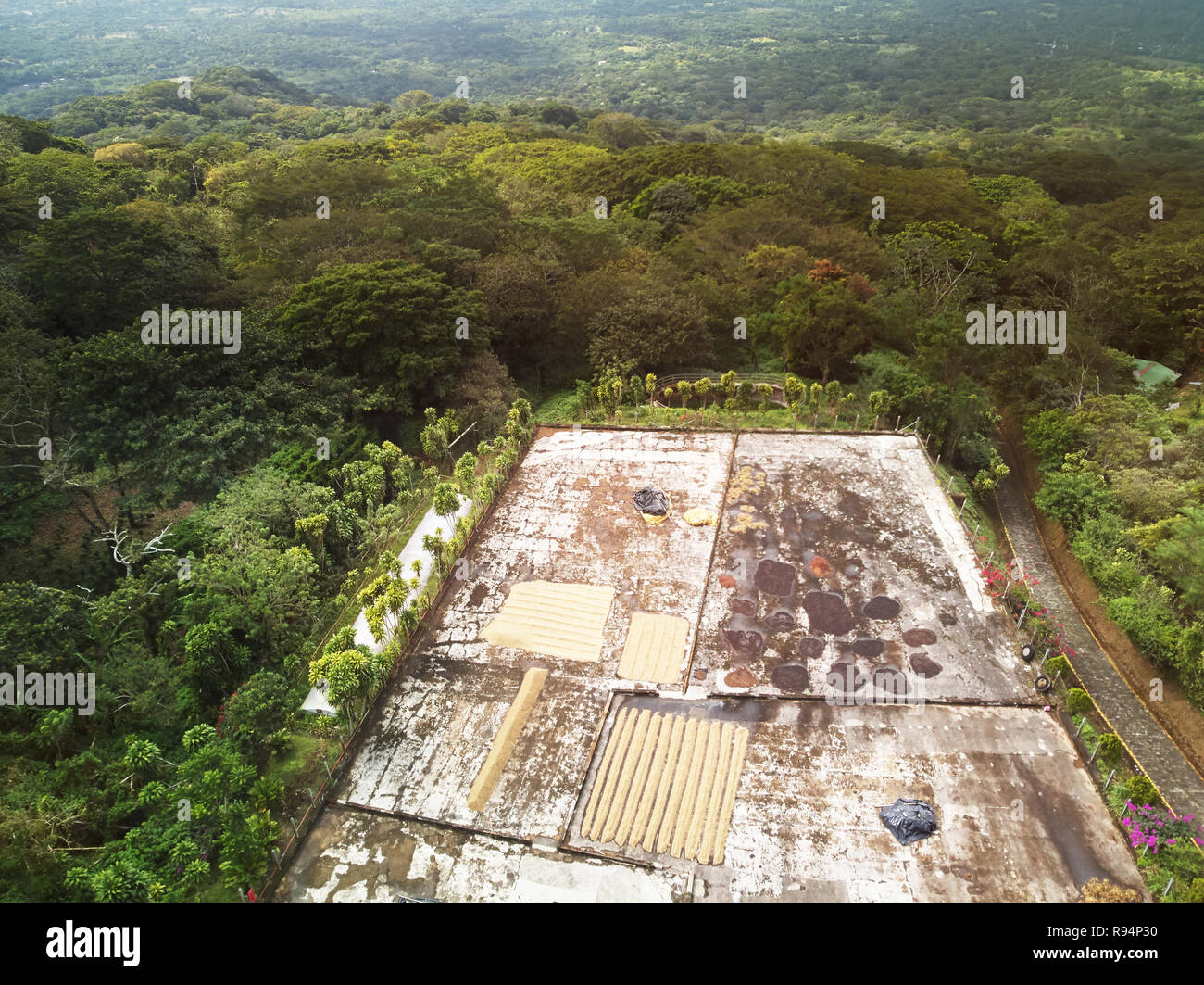 Récolte du café thème drone aérien vue. Le séchage du café sur domaine Banque D'Images Récolte du café thème drone aérien vue. Le séchage du café sur domaine Banque D'Images