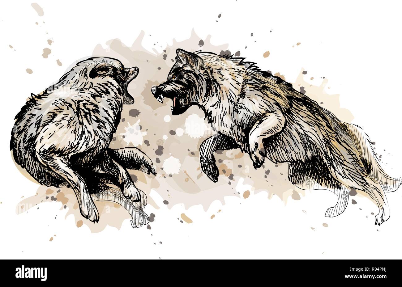 Wolf lutte depuis une touche de l'aquarelle, croquis dessinés à la main, Illustration de Vecteur