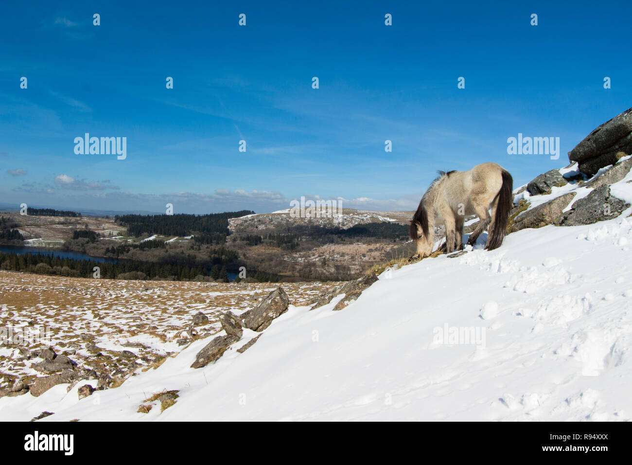 Poney Dartmoor dans la neige sur Sheepstor Banque D'Images