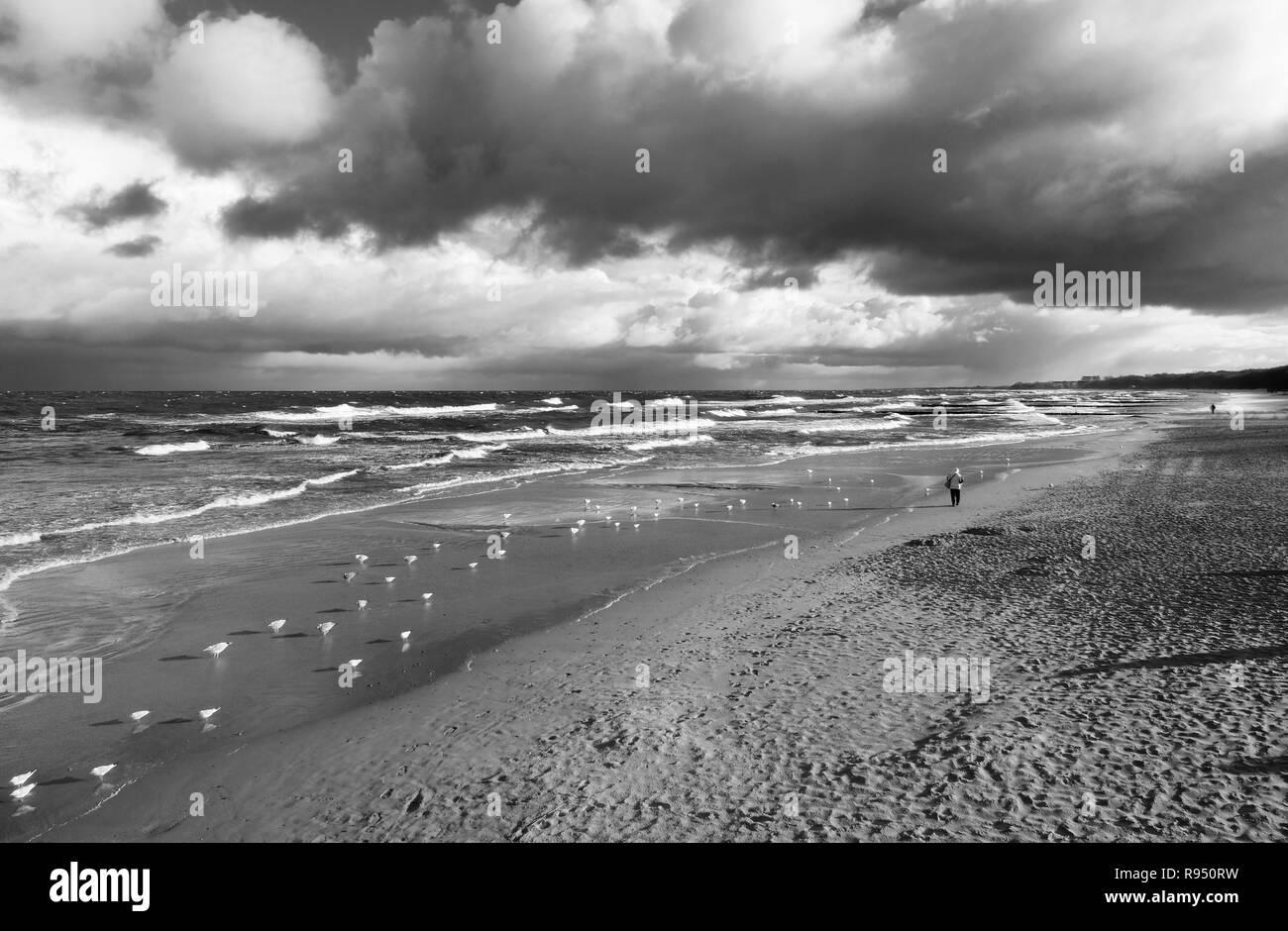 La côte de la mer, automne, balade, plage, mer agitée, sable, de goélands, ciel nuageux, noir et blanc, mer Baltique, Kolobrzeg, Pologne. Banque D'Images