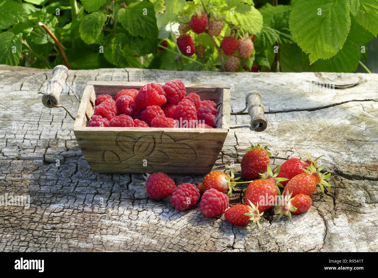 La récolte des framboises (Rubus idaeus) et les fraises du potager (jardin de Suzanne, Le Pas, Mayenne, Pays de la Loire, France). Banque D'Images