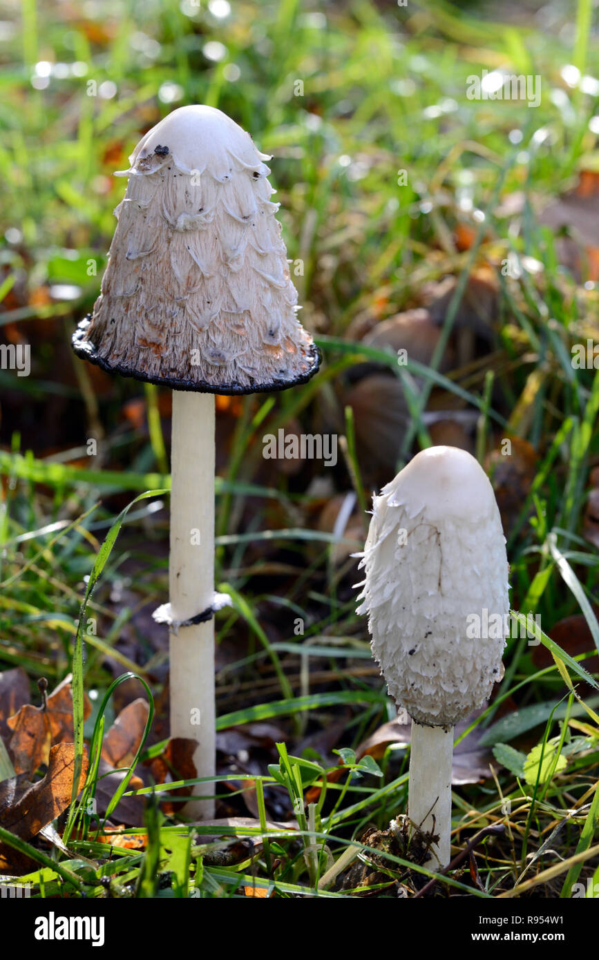 Coprinus comatus Champignons ou champignons connus sous le nom de Cap d'encre Shaggy, avocat ou la perruque de Shaggy Mane Banque D'Images