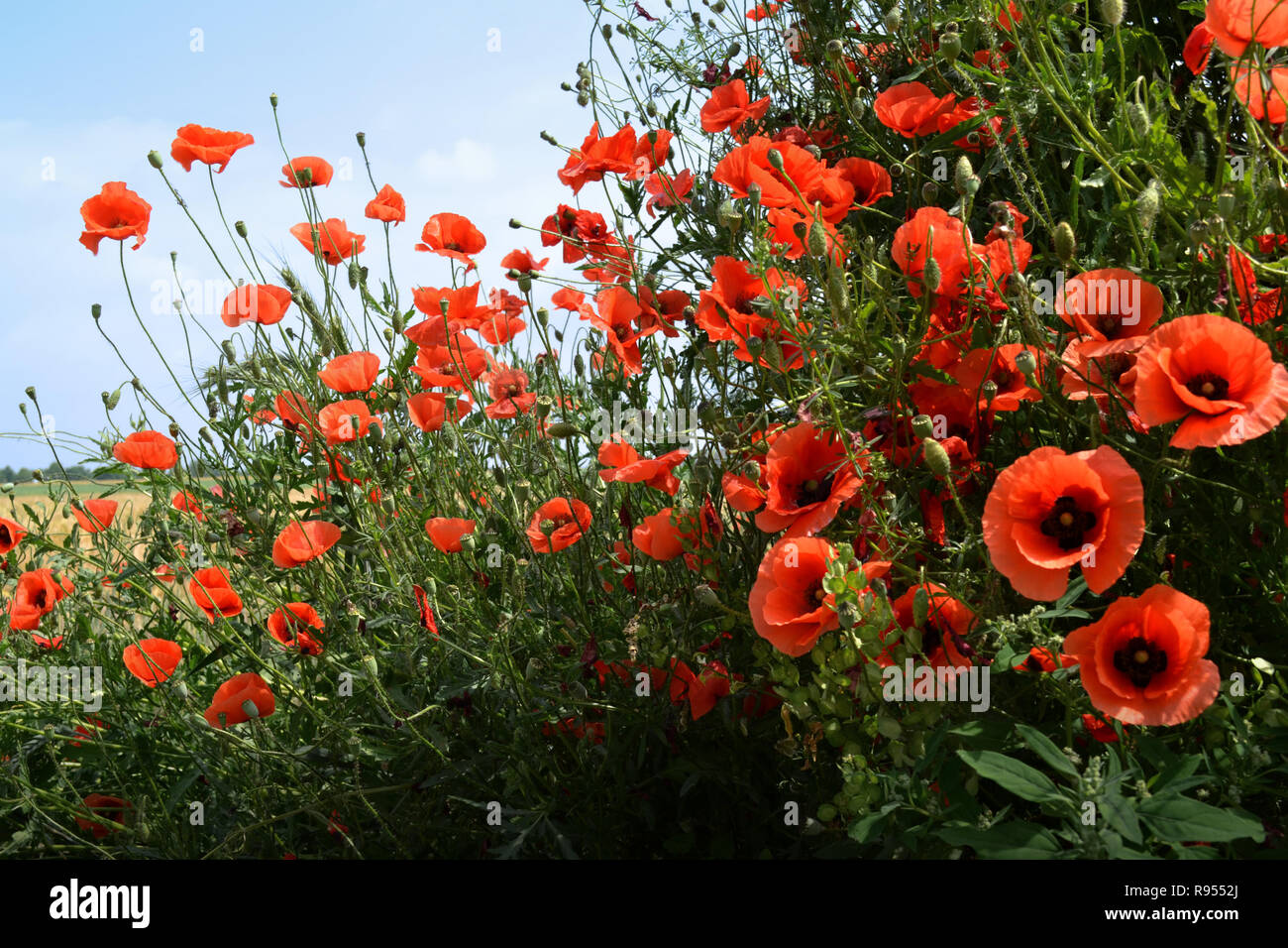 Pavot fleur champ d'été pré idyl rouge Banque D'Images