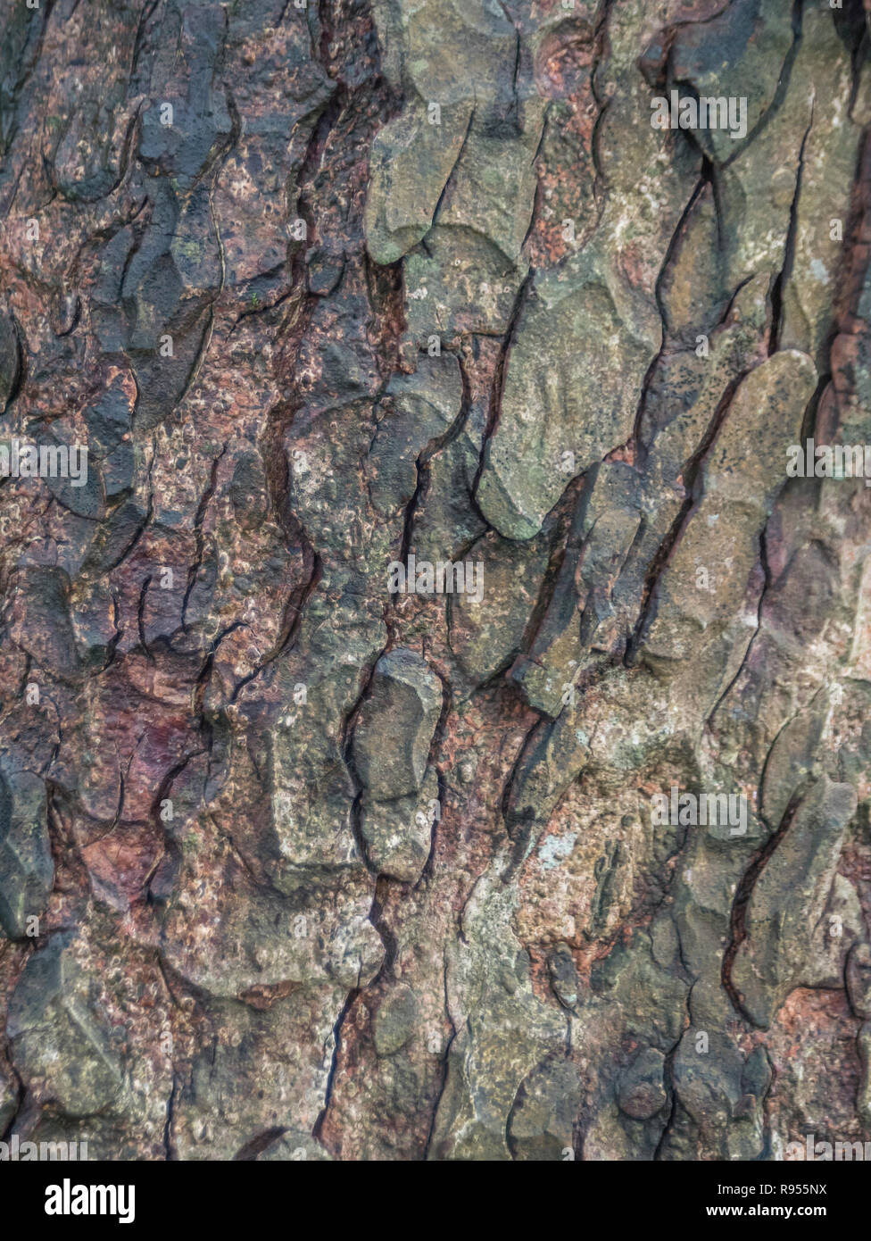 Fermer détail de l'écorce (après la pluie douche) d'un Horse-Chestnut / Aesculus hippocastanum tronc d'arbre. L'écorce des arbres près. Banque D'Images
