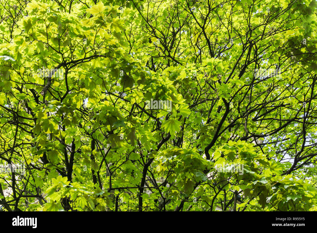Voir de grands arbres à floraison vert Tree Tops. Banque D'Images