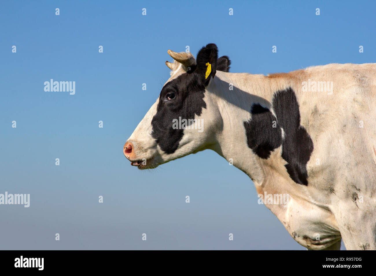 Portrait d'une vache noir et blanc avec des cornes, de la langue hors de sa bouche, nez rose, jaune Les marques auriculaires, les bovins de race Holstein, en profil et un ciel bleu. Banque D'Images