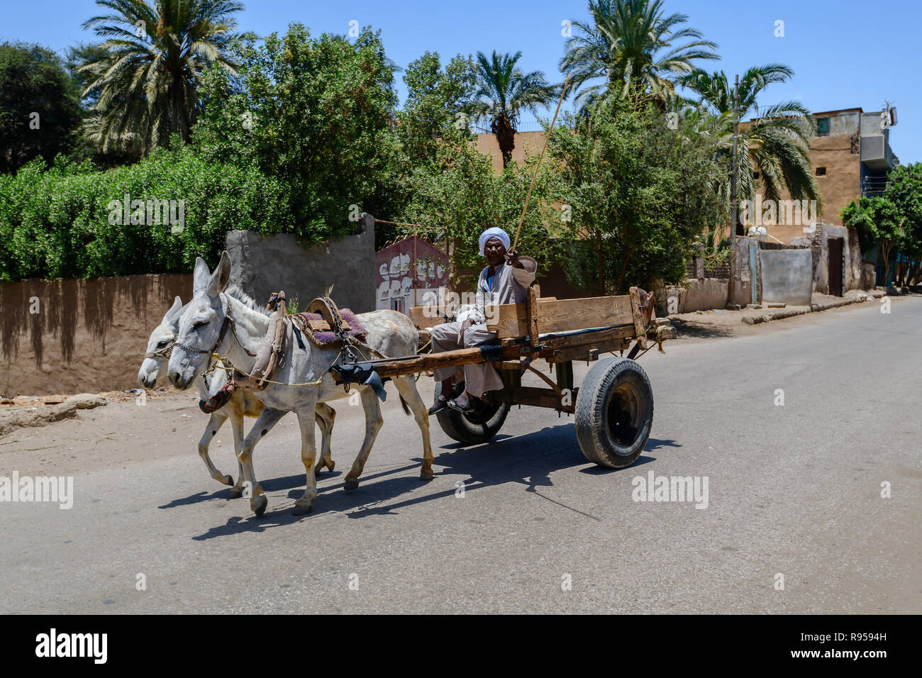 Âne circulant sur la périphérie du centre-ville de Louxor en Égypte Banque D'Images