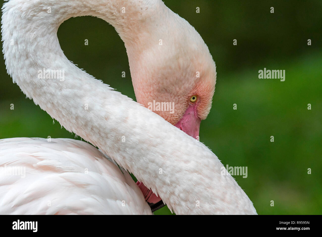 Close-up portrait of flamant rose (Phoenicopterus roseus) se lissant les plumes avec bec rose Banque D'Images