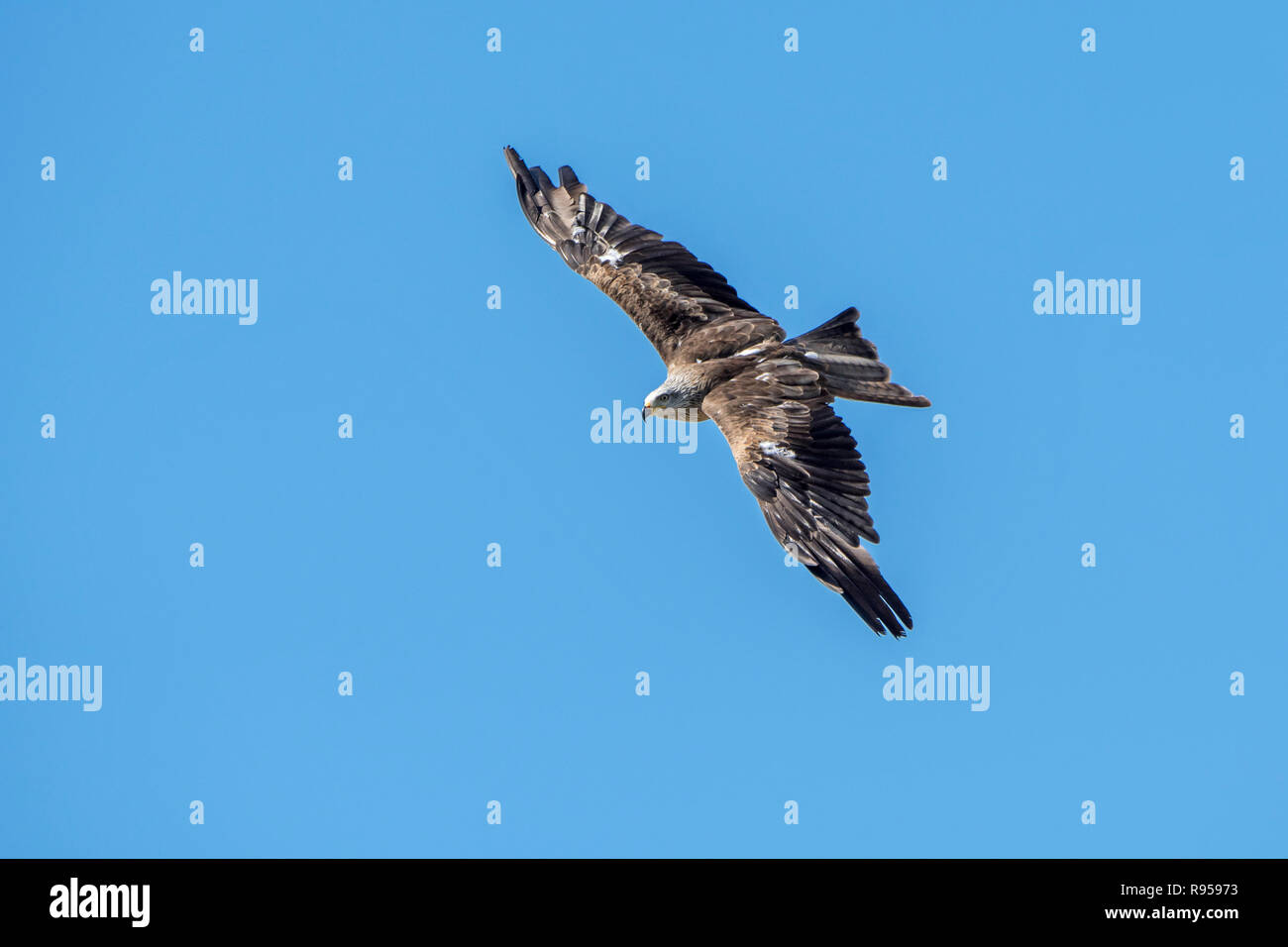 Milan noir (Milvus migrans) en vol sur fond de ciel bleu Banque D'Images