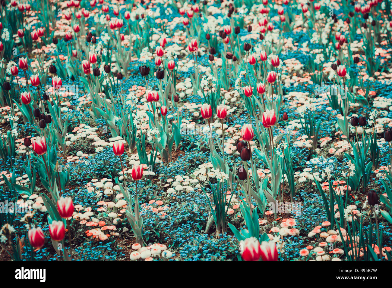 Tulipes colorées dans le jardin de fleurs Banque D'Images
