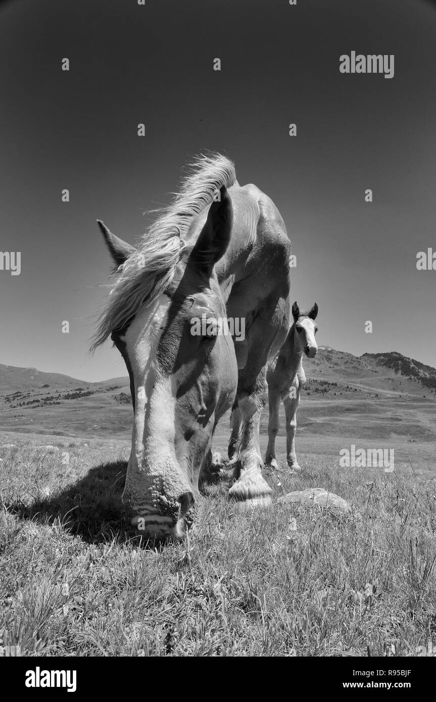 Le pâturage des chevaux dans les Pyrénées Banque D'Images