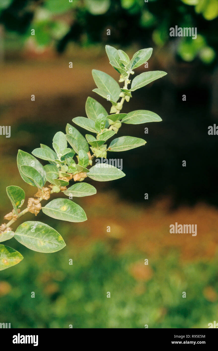 L'ashwagandha herbe, plantes médicinales, produits de plantes médicinales ayurvédiques Banque D'Images