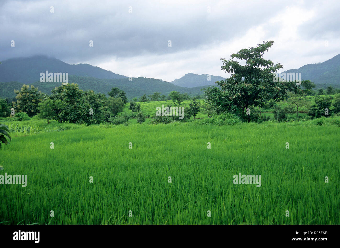 Champ de riz dans la mousson, Maharashtra, Inde Banque D'Images