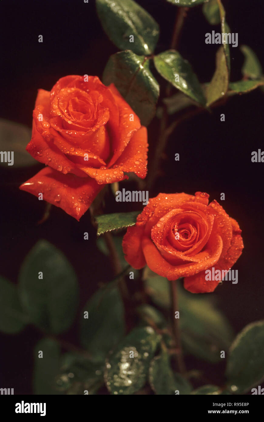 Gouttes d'eau sur les roses rouges Banque D'Images