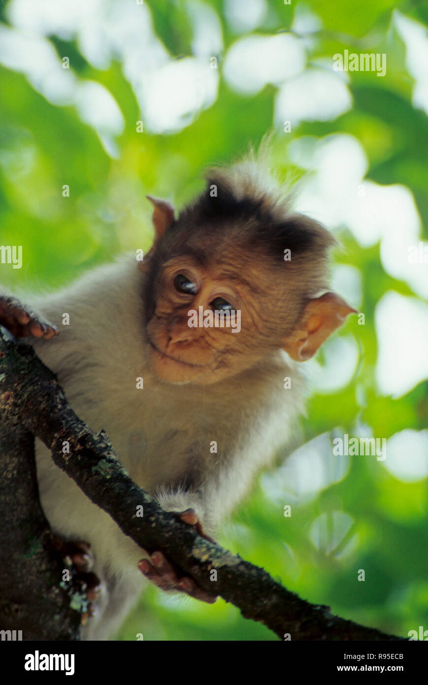 Le capot singe macaque (Macaca radiata), Inde Banque D'Images