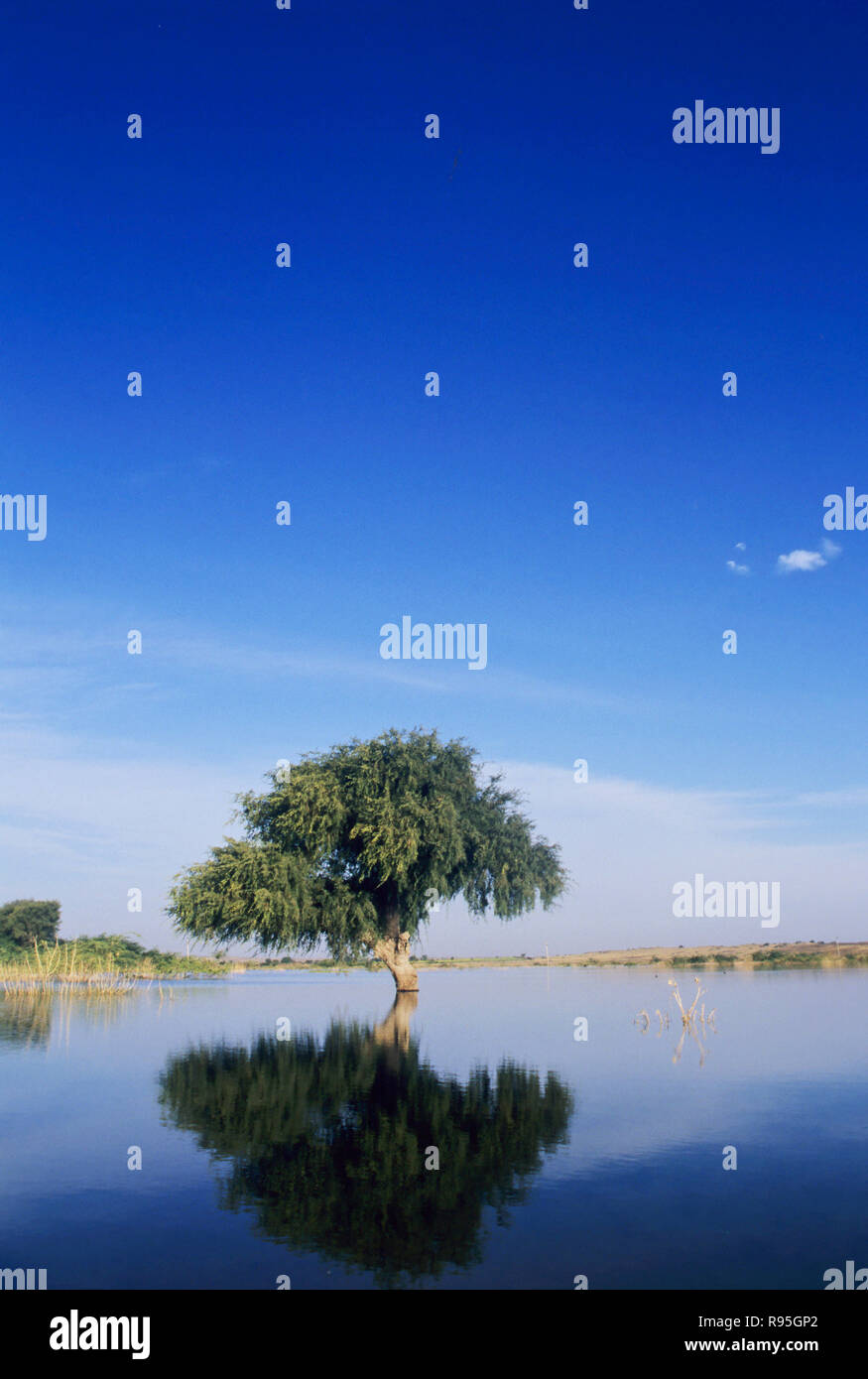 Seul arbre vert, reflétée dans l'eau bleue, sur fond de ciel bleu, Thana, Maharashtra, Inde Banque D'Images