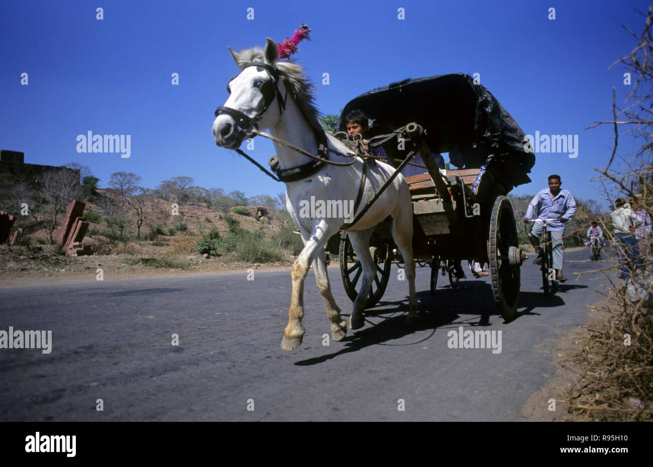 Panier cheval, Inde Banque D'Images