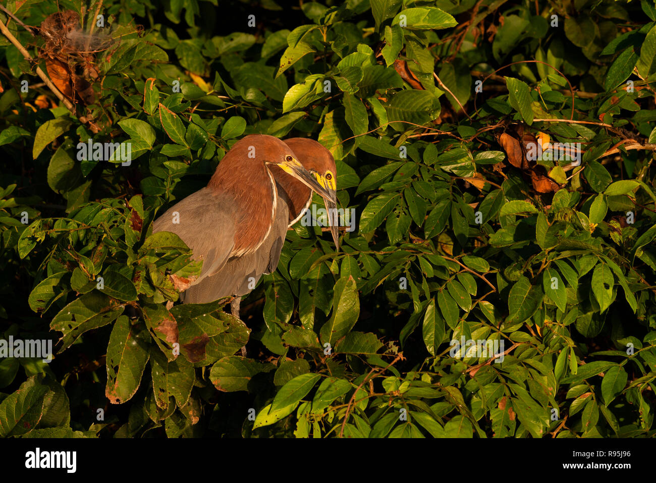 Un couple reproducteur de Tiger-Herons Rufescent photographiés au cours de l'accouplement dans l'écran Nord Pantanal Banque D'Images