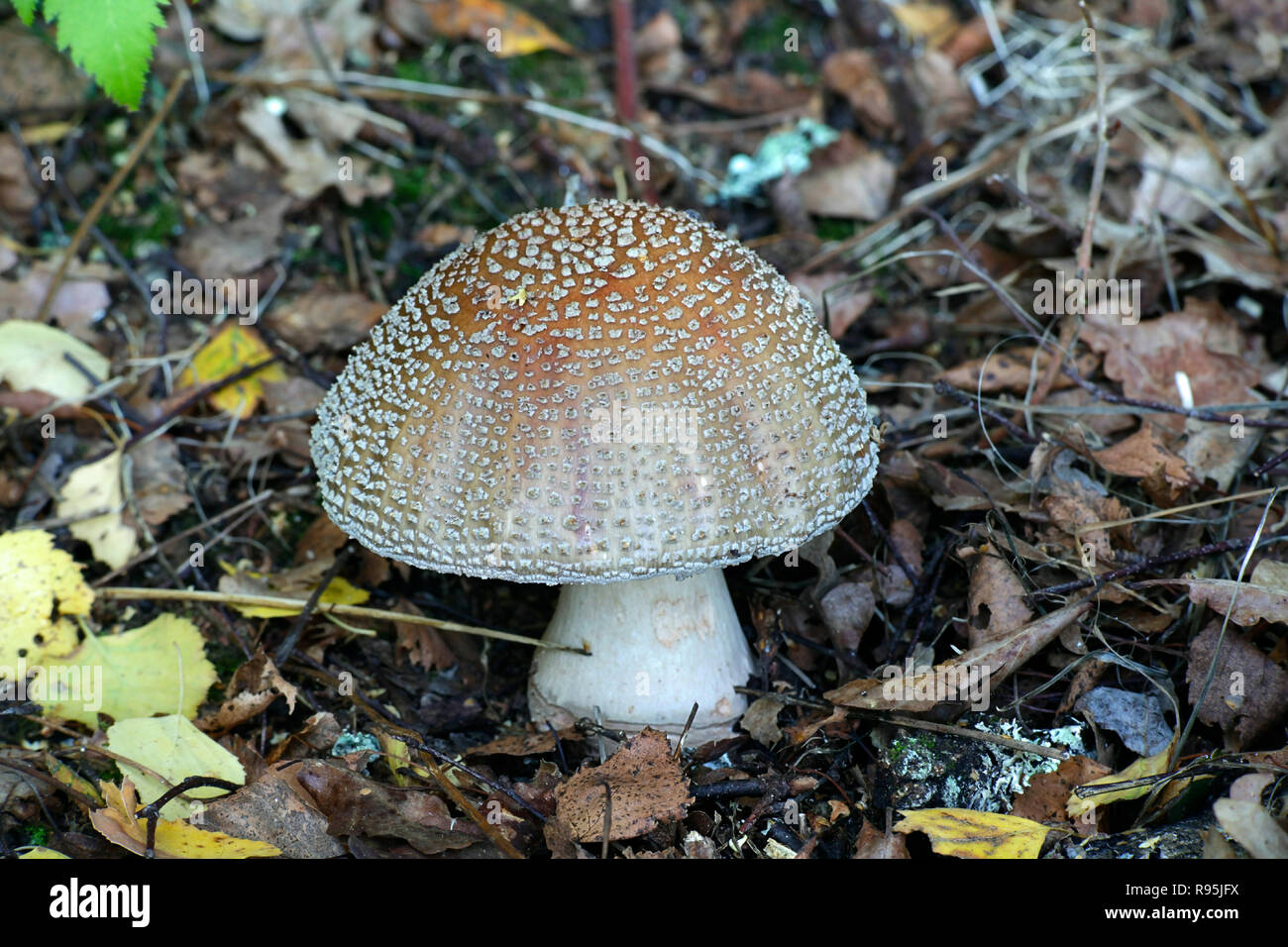 L'Amanita rubescens, blush mushroom Banque D'Images