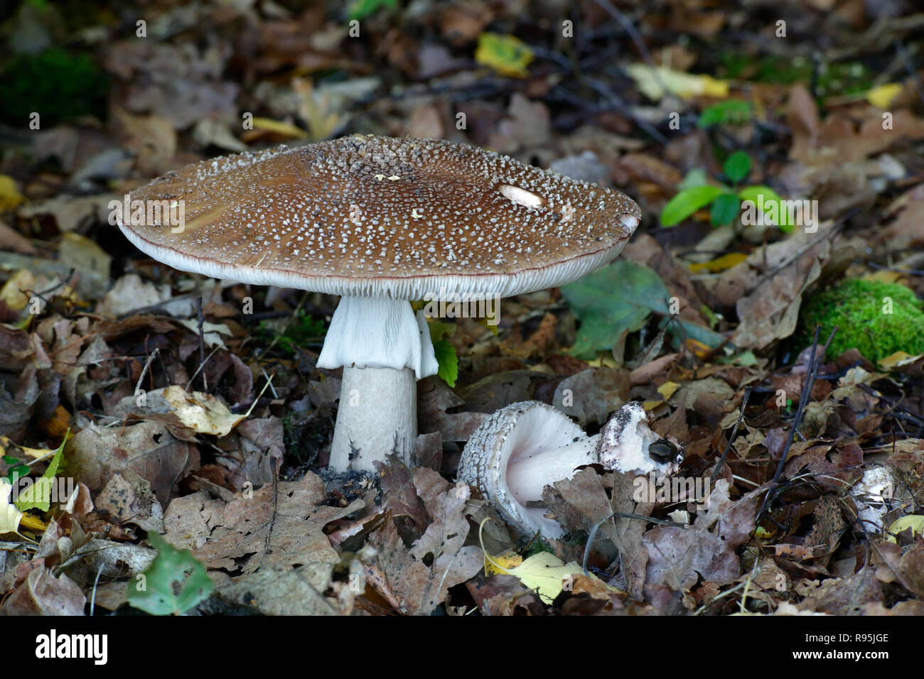 L'Amanita rubescens, blush mushroom Banque D'Images