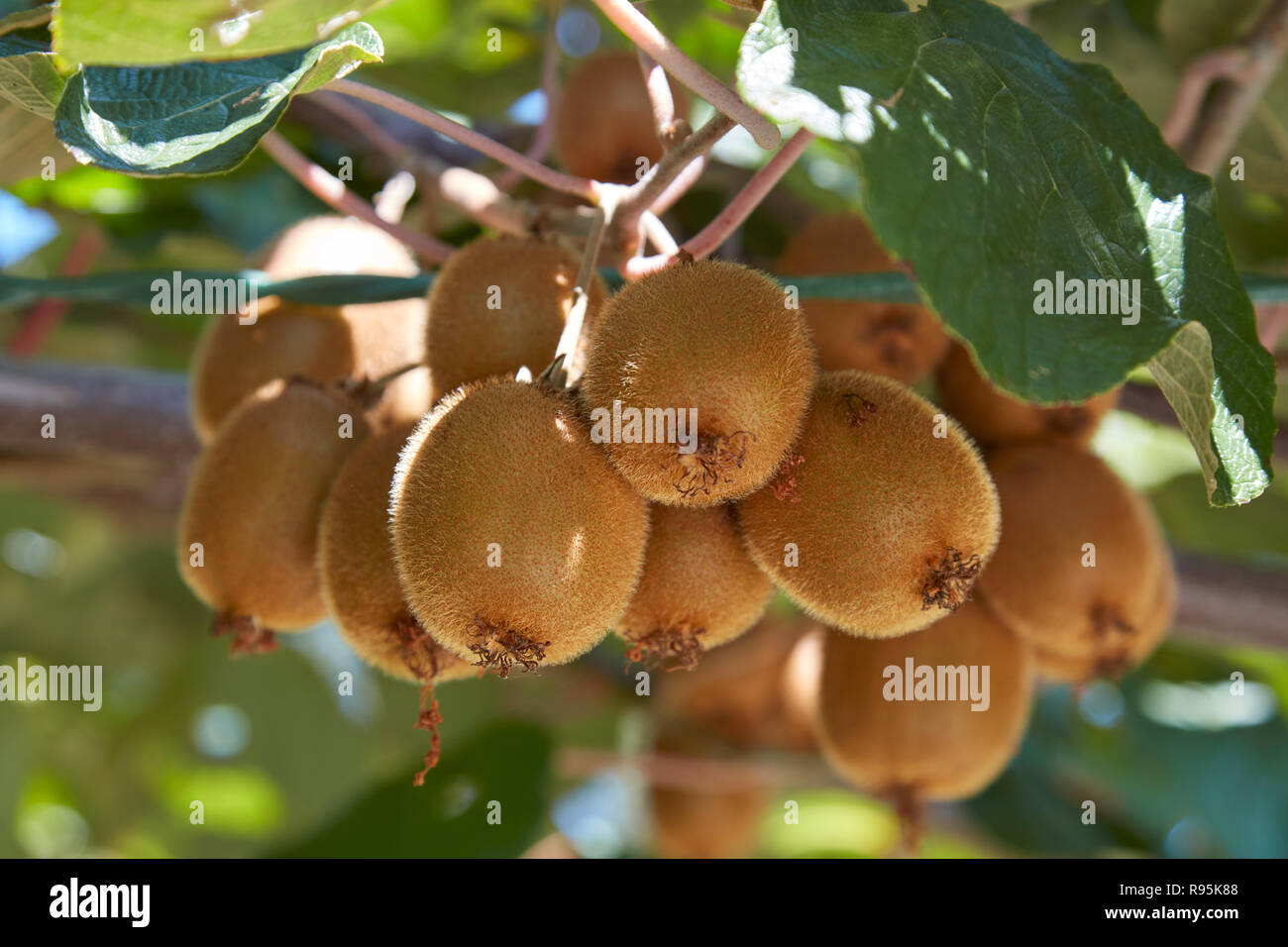 Kiwi fruits détail et plante dans un jour d'été ensoleillé Banque D'Images