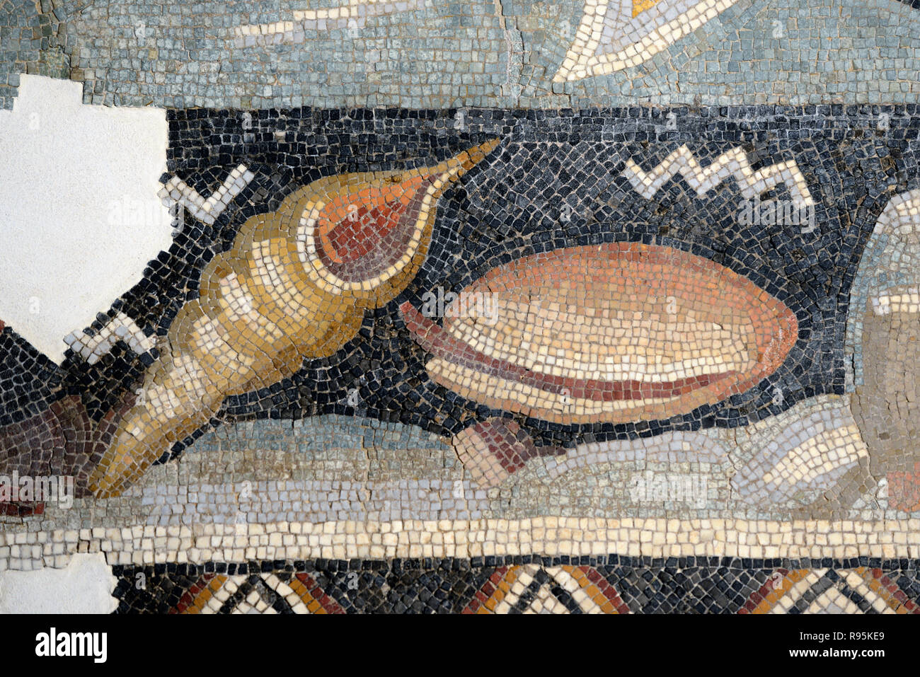 Détail de Mosaïque romaine (c3rd-c4e) de Shell poisson ou des coquillages sur des fonds marins méditerranéens de l'ancienne ville romaine de Haïdra Ammaedara Tunisie Banque D'Images