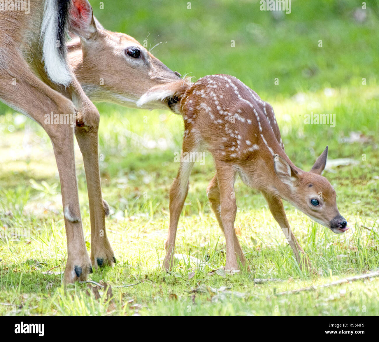 Le comportement animal, l'éducation parentale, le cerf de Virginie Biche faon nettoie Banque D'Images